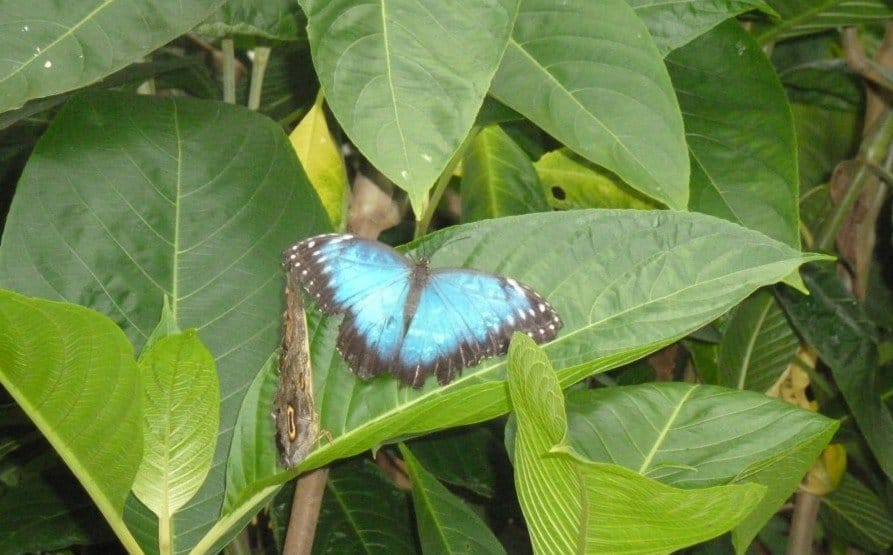 Visit the butterfly farm With Kids In Stratford-Upon-Avon www.extraordinarychaos.com