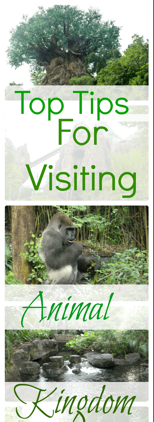 Top Tips for visiting Animal kingdom