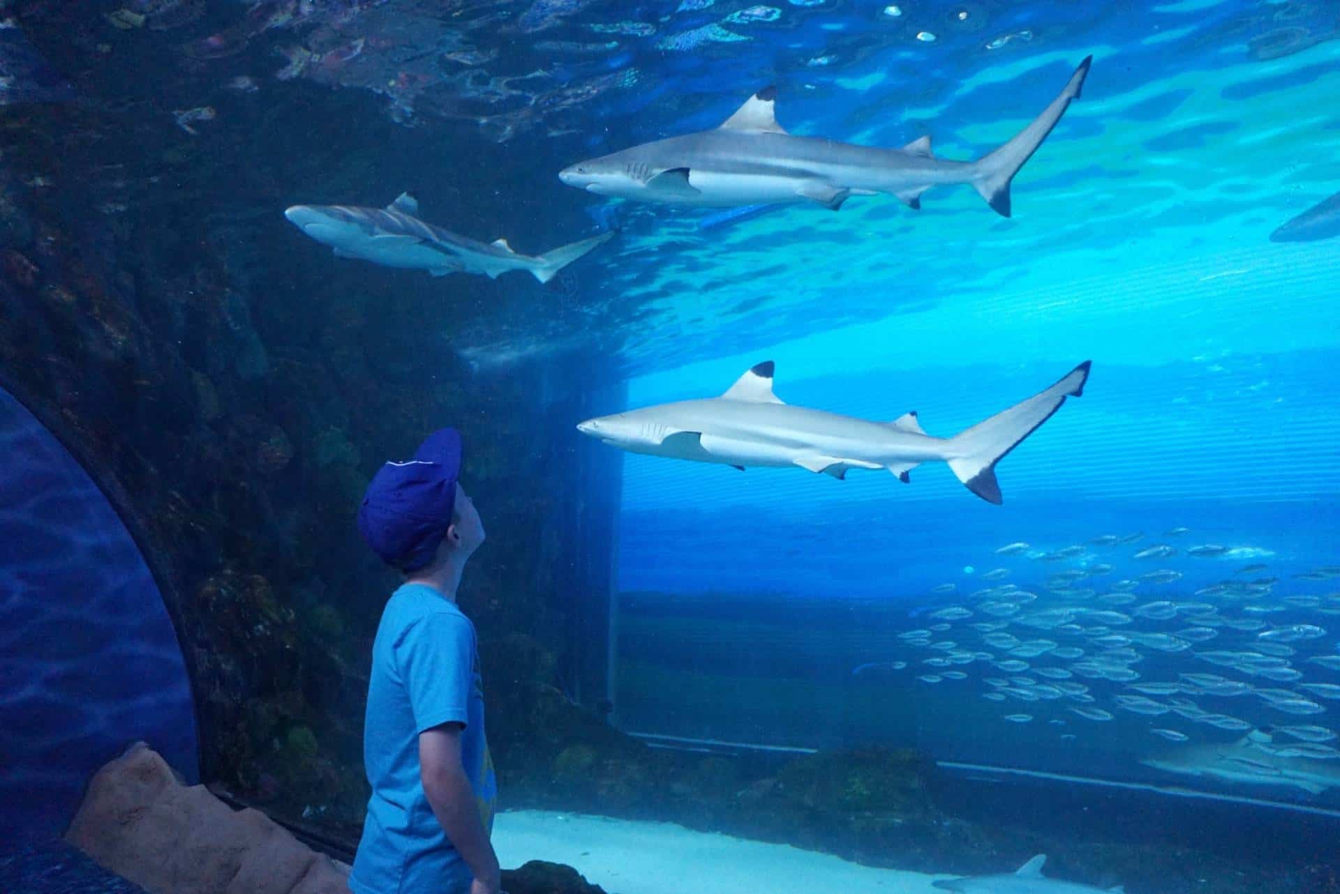 The Aquarium at the Dubai Mall www.extraordianrychaos.com