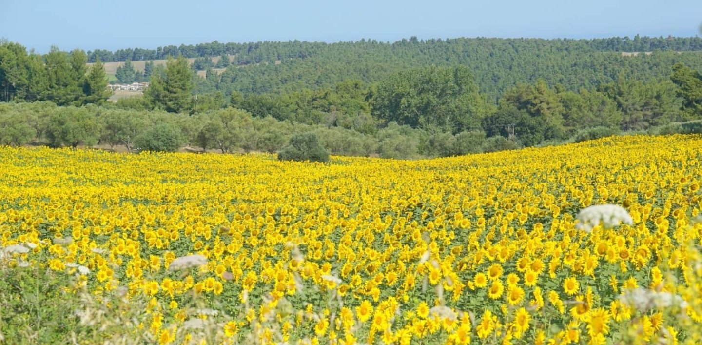 A Sunflower field in Halkidiki Greece. My Sunday Photo, extraordinarychaos.com