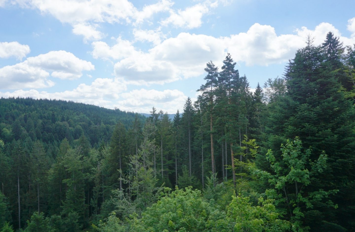 A view of the Black Forest, My Sunday Photos www.extraordinarychaos.com