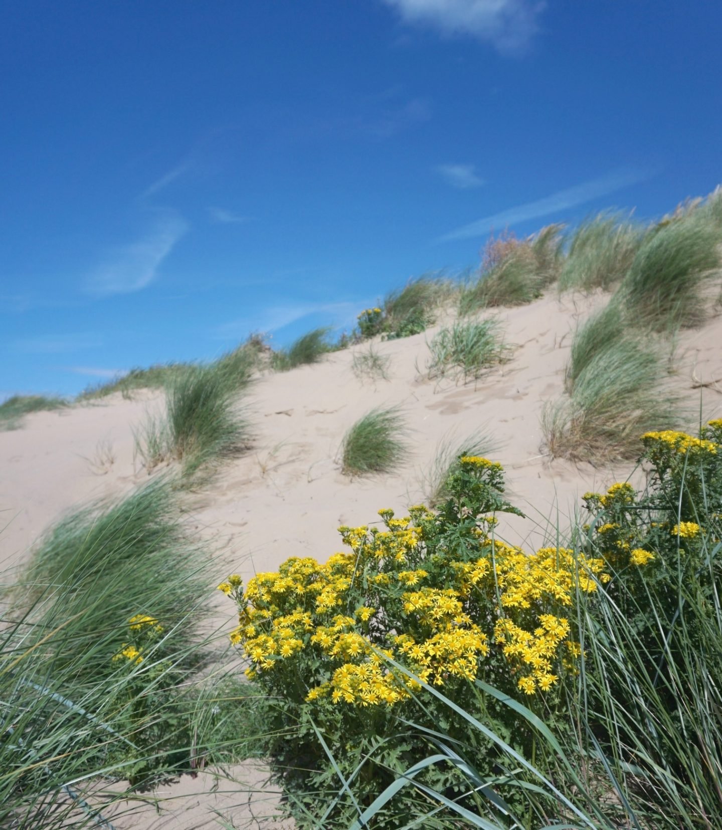 Flowers on The Sand Dunes At St Annes www.extraordinarychaos.com
