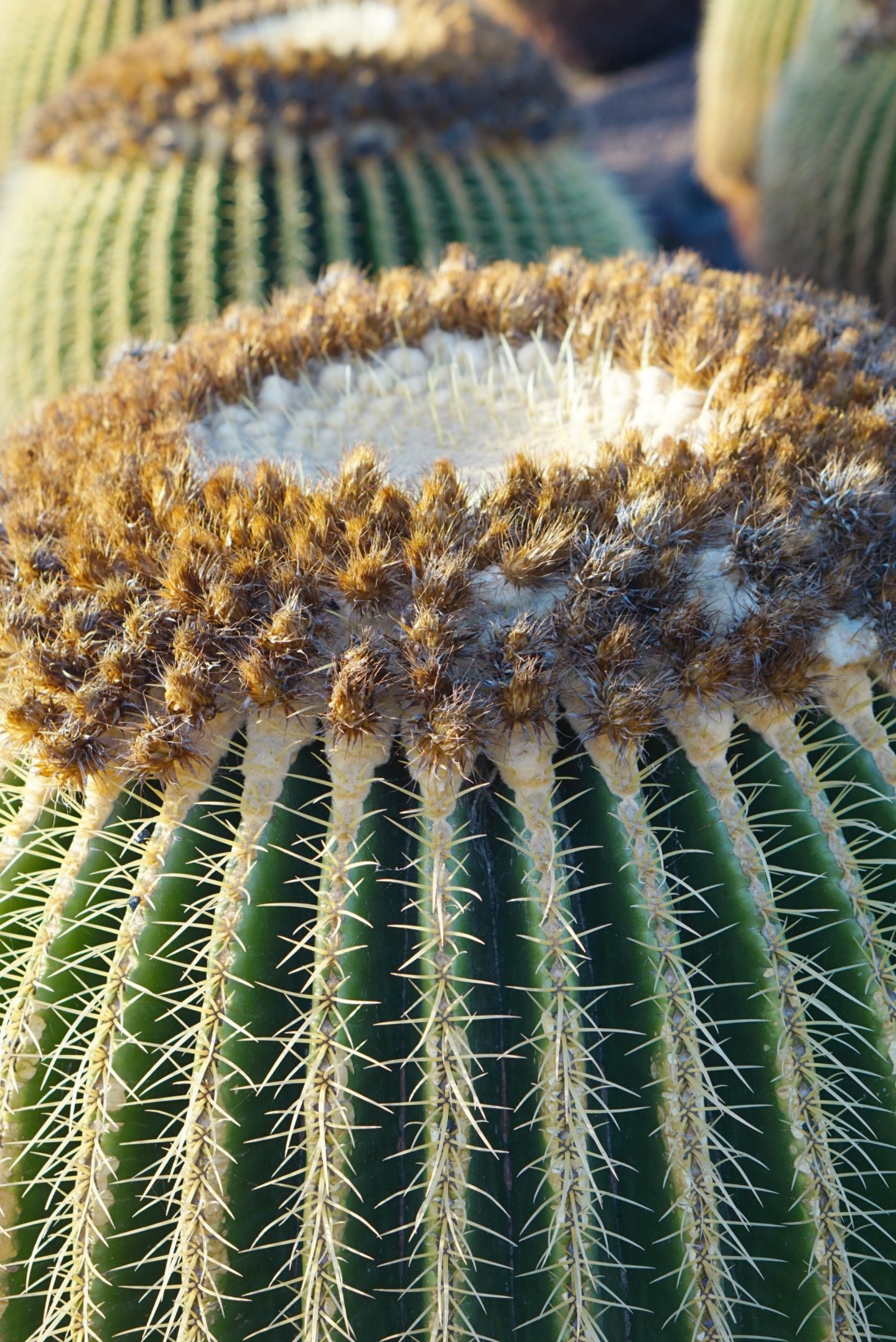 Cacti from the Cactus Garden Lanzarote