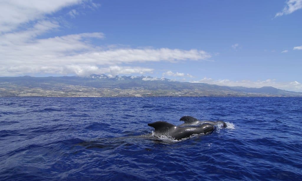Dolphins in the wild in Tenerife