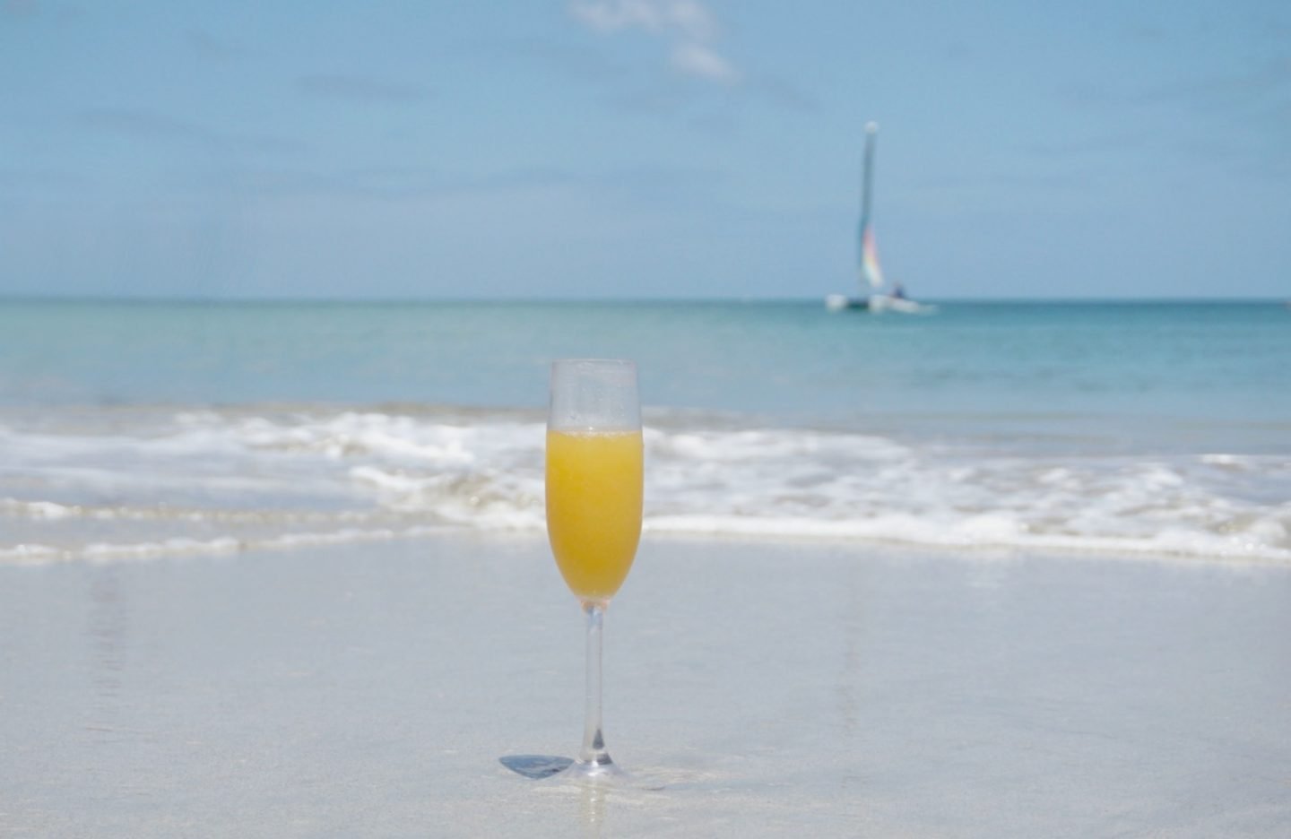A mimosa in St lucia