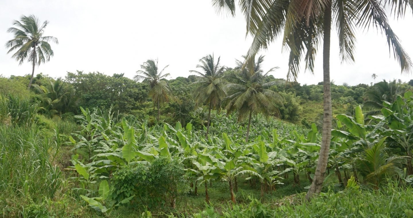 Banana plantations in St Lucia www.extraordinarychaos.com