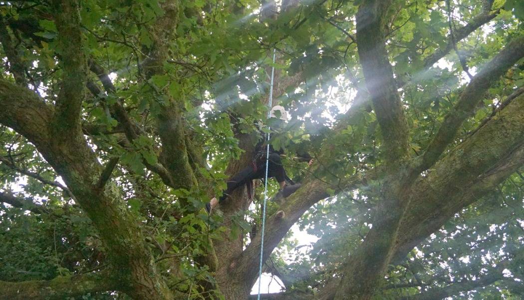 Joe tree climbing in Wales