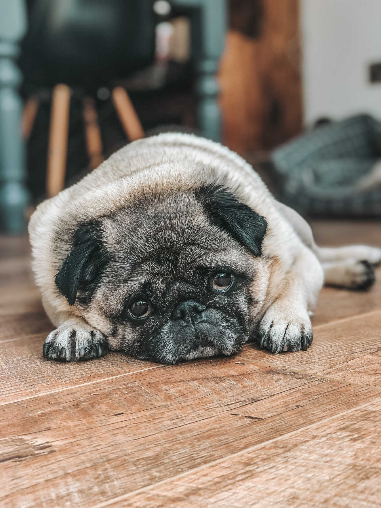 Is laminate wood floor good for pets